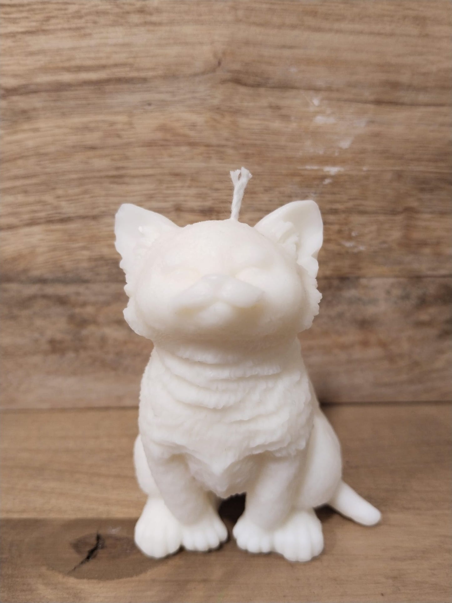 [Instinto natural] Gato blanco «Alma curiosa»