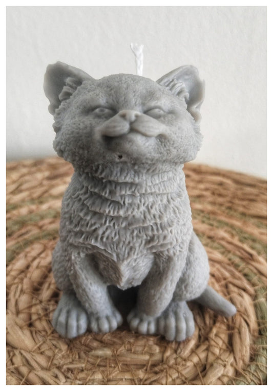 [Instinto natural] Gato gris «Alma curiosa»