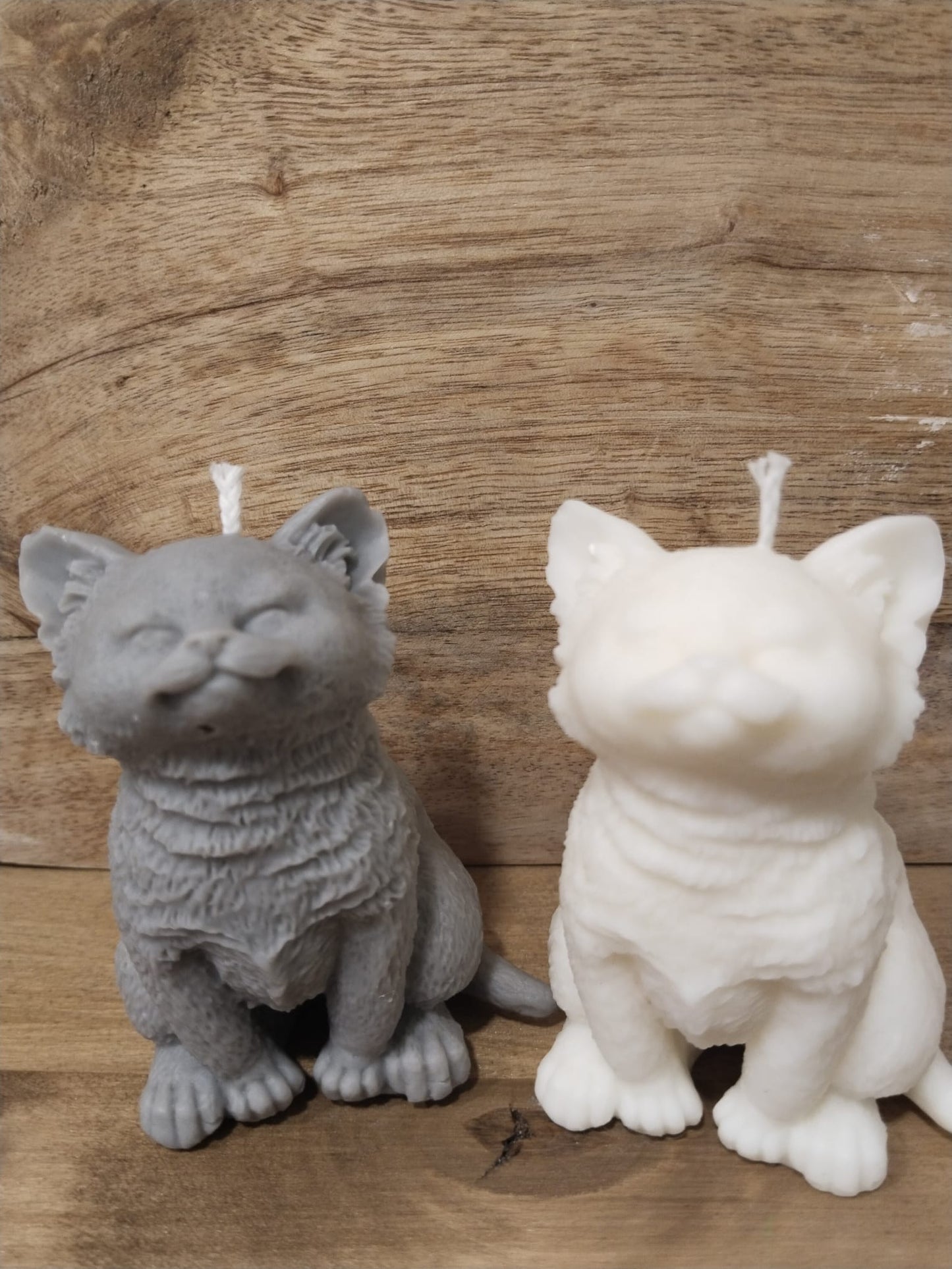 [Instinto natural] Gato blanco «Alma curiosa»