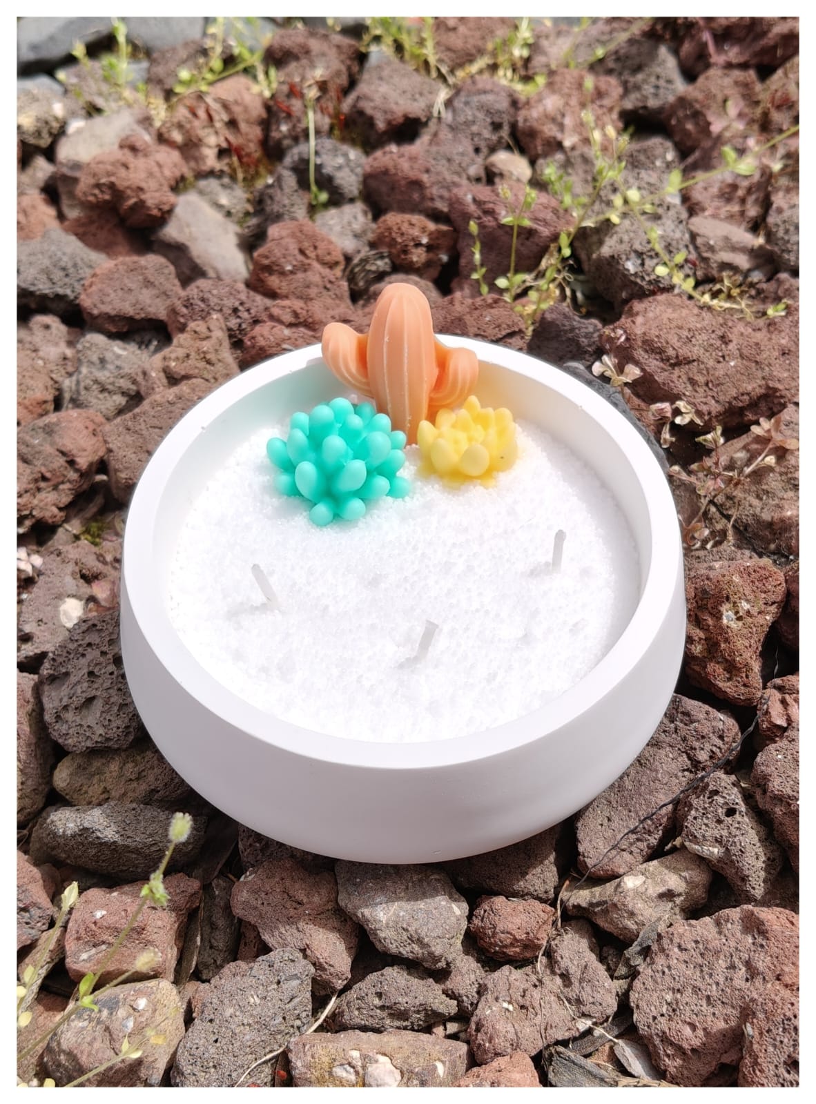 [Crea tu jardín] Oasis de cactus