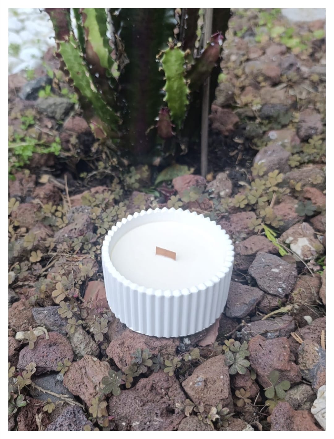 Vela aroma castaña en cuenco de yeso con mecha de madera «Crepitar de calma» [Refugio Interior]